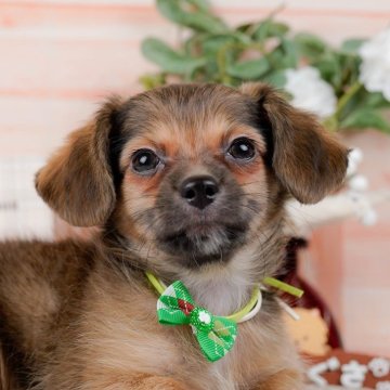 チワックス(チワワ×ダックスフンド)【神奈川県・男の子・2024年1月1日・フォーン】の写真「🐶3/24見学会開催🎉」