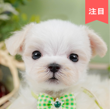 マルチーズ【神奈川県・男の子・2024年6月25日・ホワイト】の写真「🐶見学会開催💕可愛いワンちゃんが大集合💓💓」