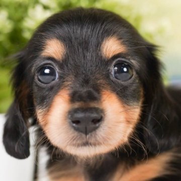 カニンヘンダックスフンド(ロング)【神奈川県・女の子・2023年4月17日・ブラックタン】の写真「お姉ちゃんが大好き末っ子ちゃん☆」