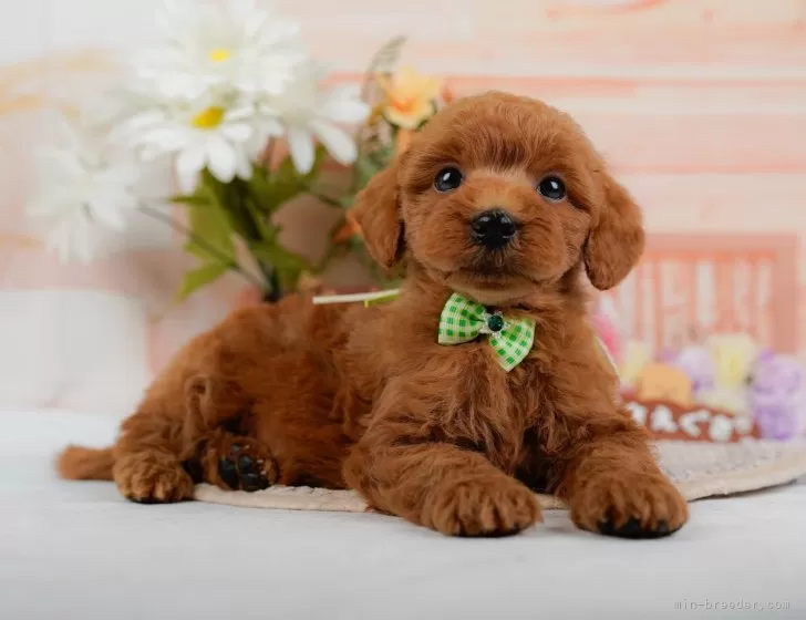 トイプードル 【神奈川県・男の子・2024年9月15日・レッド】🐶見学会開催💕可愛いワンちゃんが大集合💓💓｜みんなのブリーダー（子犬ID：2410-07791）