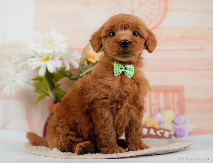 トイプードル 【神奈川県・男の子・2024年9月15日・レッド】🐶見学会開催💕可愛いワンちゃんが大集合💓💓｜みんなのブリーダー（子犬ID：2410-07791）