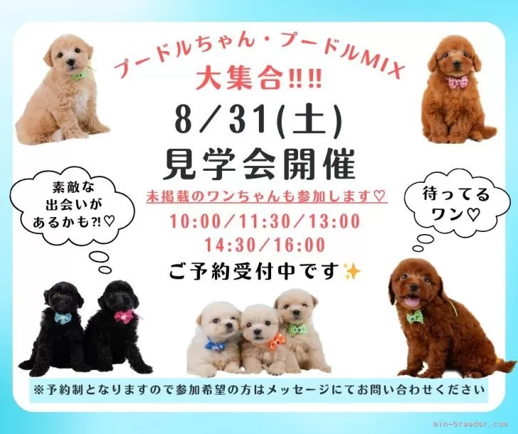 チワプー(チワワ×トイプードル)【神奈川県・女の子・2024年7月4 日・アプリコット】🐶見学会開催💕可愛いワンちゃんが大集合💓💓｜みんなのブリーダー（子犬ID：2408-05348）