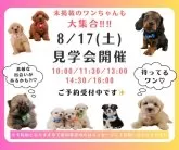 マルチーズ【神奈川県・女の子・2024年6月25日・ホワイト】の写真5「🐶8月17日(土)はワンちゃんの見学会を開催いたします🎉たくさんのワンちゃんが大集合🥰」