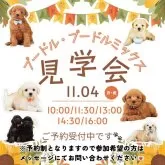 トイプードル(トイ)【神奈川県・男の子・2024年9月17日・レッド】の写真5「🐶見学会開催💕可愛いワンちゃんが大集合💓💓」