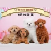 ポメチワ(ポメラニアン×チワワ)【神奈川県・男の子・2024年3月7日・クリーム】の写真5「🐶5月19日(日)はワンちゃんの見学会を開催いたします🎉 たくさんのワンちゃんが大集合🥰」