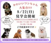 カニンヘンダックスフンド(ロング)【神奈川県・男の子・2024年5月31日・レッドダップル】の写真5「🐶9月22日(日)はワンちゃんの見学会を開催いたします🎉 たくさんのワンちゃんが大集合🥰」