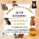 チワプー(チワワ×トイプードル)【神奈川県・男の子・2024年5月23日・レッド】の写真5「🐶10月19日(土)はワンちゃんの見学会を開催いたします🎉 たくさんのワンちゃんが大集合🥰」