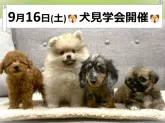 チワワ(ロング)【神奈川県・男の子・2023年7月13日・ブラックタン】の写真5「🐶ワンちゃん大集合！見学会開催！🐶」