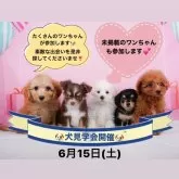 チワワ(ロング)【神奈川県・男の子・2024年3月17日・ブラックタン&ホワイト】の写真5「🐶6月15日(土)はワンちゃんの見学会を開催いたします🎉 たくさんのワンちゃんが大集合🥰」