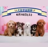 チワワ(ロング)【神奈川県・男の子・2024年4月16日・チョコレートタン&ホワイト】の写真5「🐶6月15日(土)はワンちゃんの見学会を開催いたします🎉 たくさんのワンちゃんが大集合🥰」