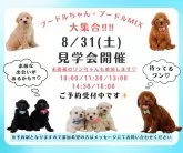 マルプー(マルチーズ×トイプードル)【神奈川県・女の子・2024年6月24日・アプリコット】の写真5「🐶8月31日(土)はワンちゃんの見学会を開催いたします🎉 たくさんのワンちゃんが大集合🥰」