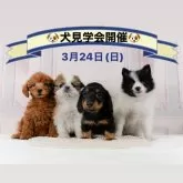 ミニチュアダックスフンド(ロング)【神奈川県・男の子・2024年1月17日・レッド】の写真5「🐶3月24日(日)はワンちゃんの見学会を開催いたします🎉たくさんのワンちゃんが大集合🥰」