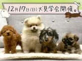 ポメラニアン【神奈川県・男の子・2023年10月4日・クリーム】の写真5「🐶かわいいワンちゃん大集合🐶」