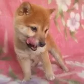豆柴【岩手県・男の子・2024年12月1日・赤】の写真6「愛嬌あるね！」
