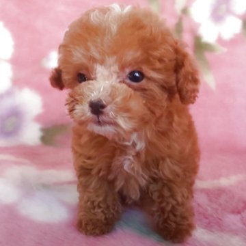 トイプードル(ティーカップ)【岩手県・女の子・2025年1月8日・レッド】の写真「白毛スポットがかわいい、白ひげも萌えのドワーフ!」