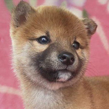 柴犬(豆柴)【岩手県・男の子・2025年2月1日・赤】の写真「胡麻？赤？お見逃しなく!この色しばらく出ません」
