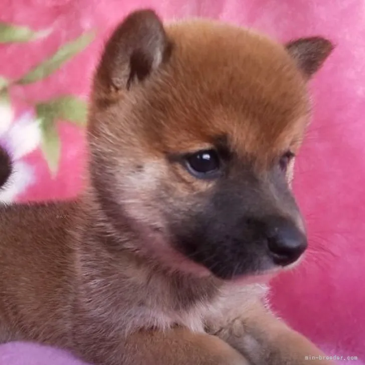 ヒロ 様のお迎えした子犬