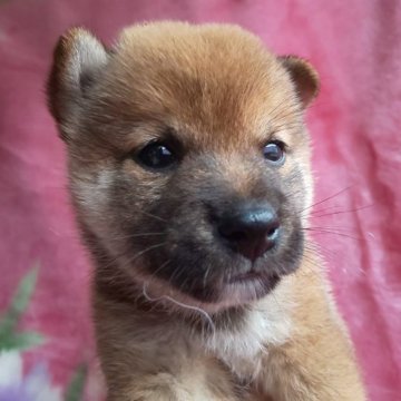 柴犬(豆柴)【岩手県・男の子・2023年8月8日・赤】の写真「豆柴予想。だいぶ成長してきました😆」