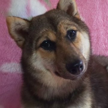 柴犬(豆柴)【岩手県・女の子・2023年1月14日・黒】の写真「体高24.5cm体重4.85kg 成長止まりました」