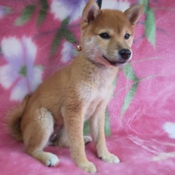 柴犬(標準サイズ)【岩手県・女の子・2023年8月8日・赤】の写真「豆柴確実。古風で凛とし、武家屋敷の庭園にいそうな子」