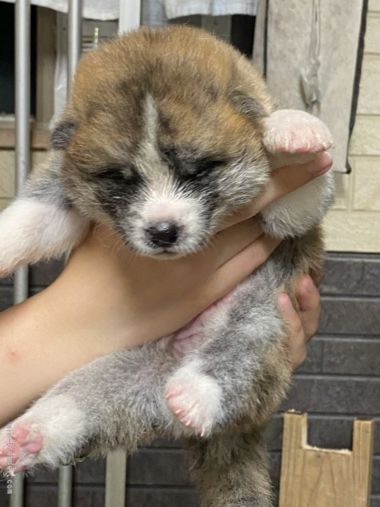 秋田犬の子犬をお迎えいただいたお客様の声 口コミ 評判 東北 みんなのブリーダー