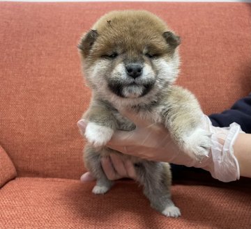 柴犬(標準サイズ)【茨城県・男の子・2021年12月12日・赤】の写真「おっとした性格の男の子」