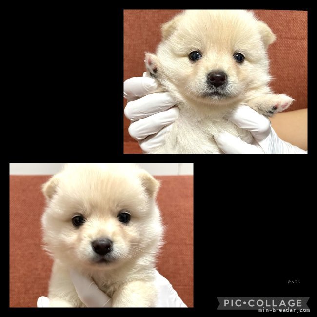 柴犬✖️ポメラニアンのミックス犬です！｜山口　千尋(やまぐち　ちひろ)ブリーダー(茨城県・アメリカンブリーなど・JKC/日本犬保存会/kc登録)の紹介写真5