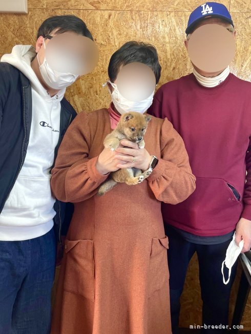 山口千尋ブリーダーのブログ：柴犬の男の子お引き渡し！！