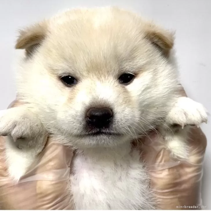 はづき 様のお迎えした子犬