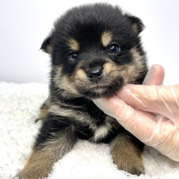 ポメ柴(ポメラニアン×柴犬)【茨城県・男の子・2024年10月13日・ブラックタン】の写真「イケメン顔の男の子🌟」