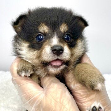 ポメ柴(ポメラニアン×柴犬)【茨城県・女の子・2024年10月8日・ブラックタン】の写真「綺麗なブラックタンカラーの女の子🐶✨」