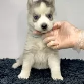 シベリアンハスキー
