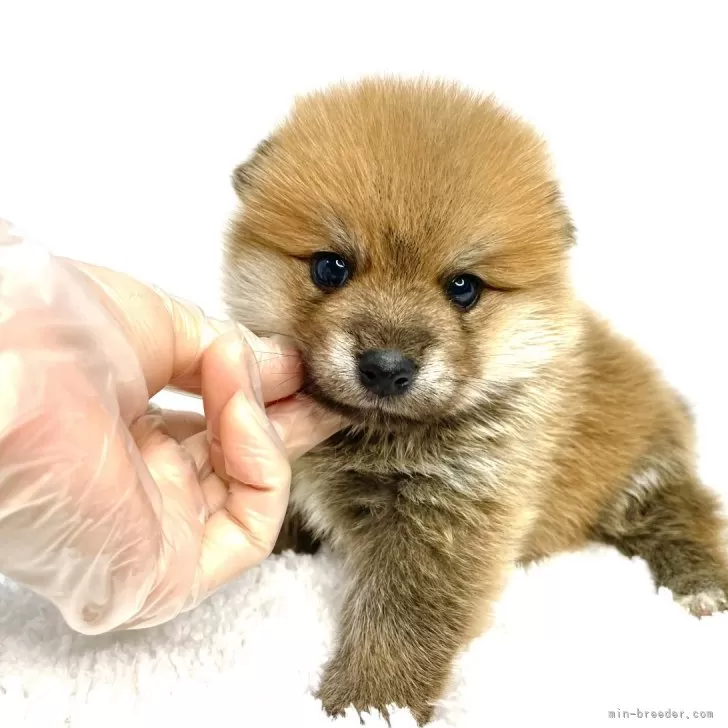 ポメ柴(ポメラニアン×柴犬)【茨城県・男の子・2024年7月20日・赤】の写真1