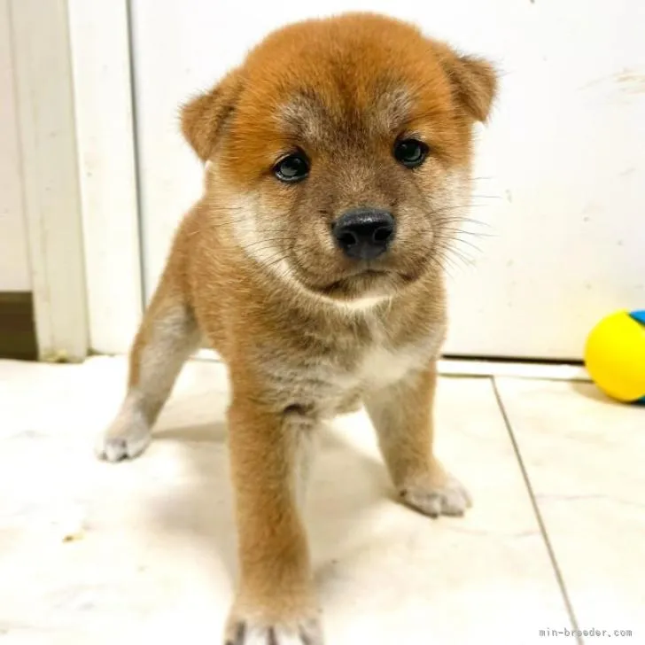 柴犬(標準サイズ)【茨城県・男の子・2022年7月23日・赤】の写真1