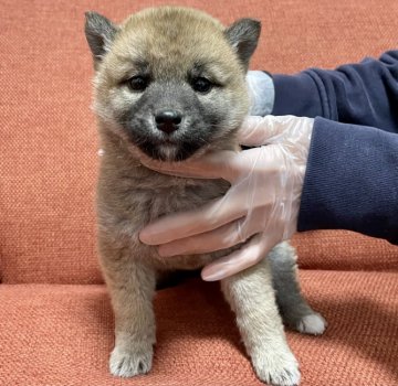 柴犬(標準サイズ)【茨城県・女の子・2022年1月1日・赤】の写真「くりくりした目が可愛い女の子」