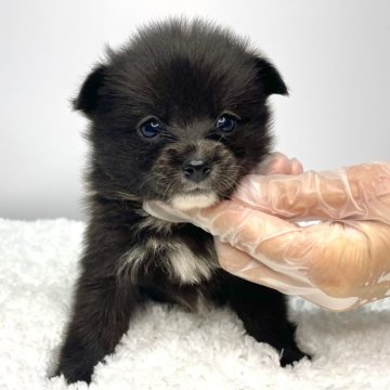 ミックス(チワワ×柴犬)【茨城県・女の子・2024年6月18日・黒】の写真「元気いっぱいの女の子！！🐶」