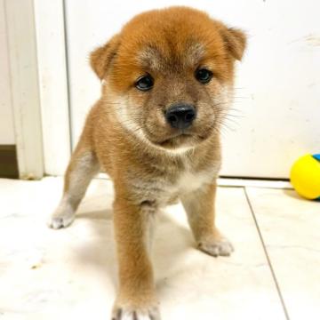 柴犬(標準サイズ)【茨城県・男の子・2022年7月23日・赤】の写真「穏やかな性格の男の子」