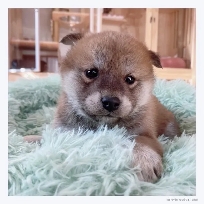 柴犬(標準サイズ)【長野県・男の子・2021年12月26日・赤】の写真1