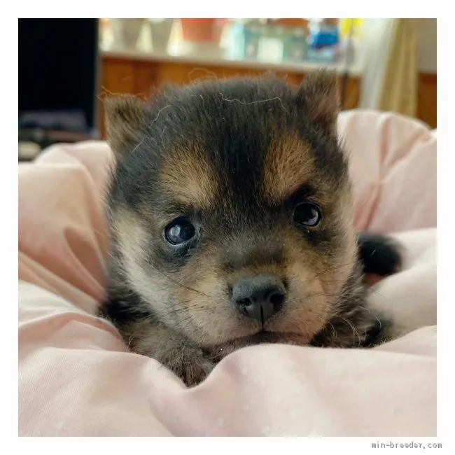 風香 様のお迎えした子犬