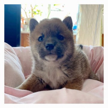 柴犬(標準サイズ)【長野県・女の子・2020年10月1日・赤】の写真「💗可愛いすぎな女の子💗」