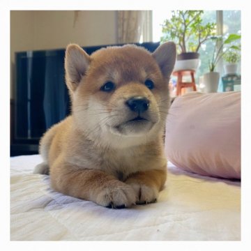 柴犬(標準サイズ)【長野県・男の子・2020年8月7日・赤】の写真「可愛いお顔立ちの男の子です💗」