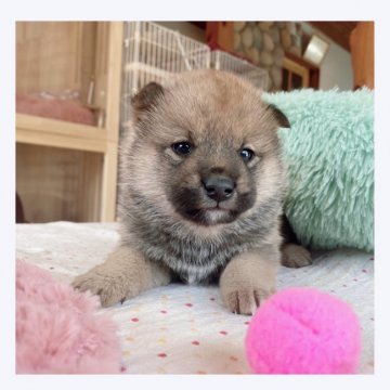 柴犬(標準サイズ)【長野県・男の子・2022年1月24日・赤】の写真「🌟可愛いお顔の男の子🌟」