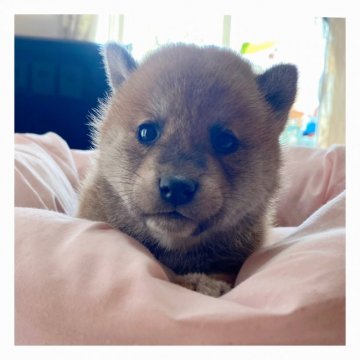 柴犬(標準サイズ)【長野県・女の子・2020年10月1日・赤】の写真「💕可愛い女の子💕」