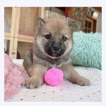 柴犬(標準サイズ)【長野県・女の子・2022年1月24日・赤】の写真「💗可愛い女の子💗」