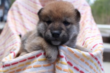 柴犬(標準サイズ)【長野県・男の子・2020年4月9日・赤】の写真「甘えん坊王子(#^.^#)」