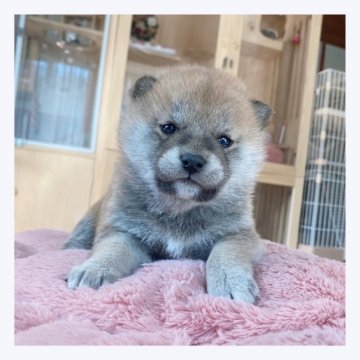 柴犬(標準サイズ)【長野県・男の子・2022年1月24日・赤】の写真「🌟イケメン🌟」