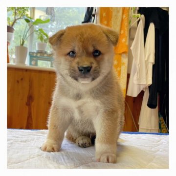 柴犬(標準サイズ)【長野県・男の子・2020年8月1日・赤】の写真「2日間限定♡可愛い男の子です♡」