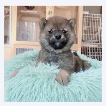 柴犬(標準サイズ)【長野県・男の子・2022年1月17日・赤】の写真「🌼.*可愛いお顔の男の子🌼.*」