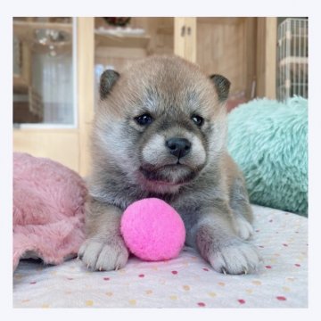 柴犬(標準サイズ)【長野県・女の子・2022年1月24日・赤】の写真「💗可愛い女の子💗」