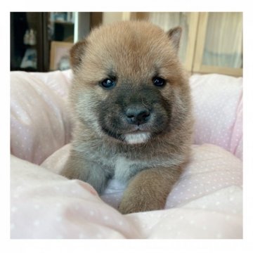 柴犬(標準サイズ)【長野県・男の子・2021年4月10日・赤】の写真「✨可愛い男の子✨」